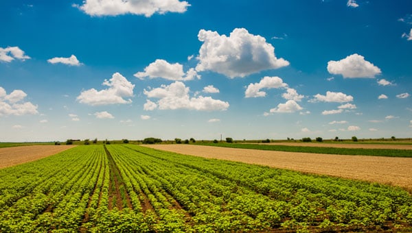 31d-ukrainian-farmland