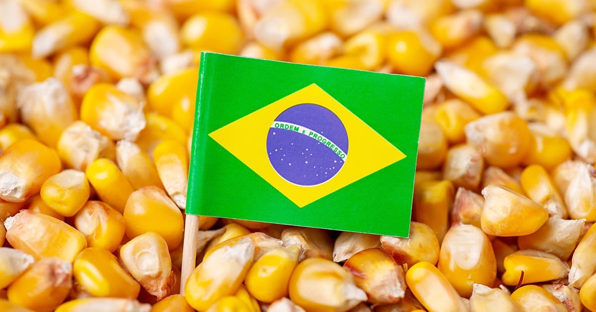 Brazil corn export