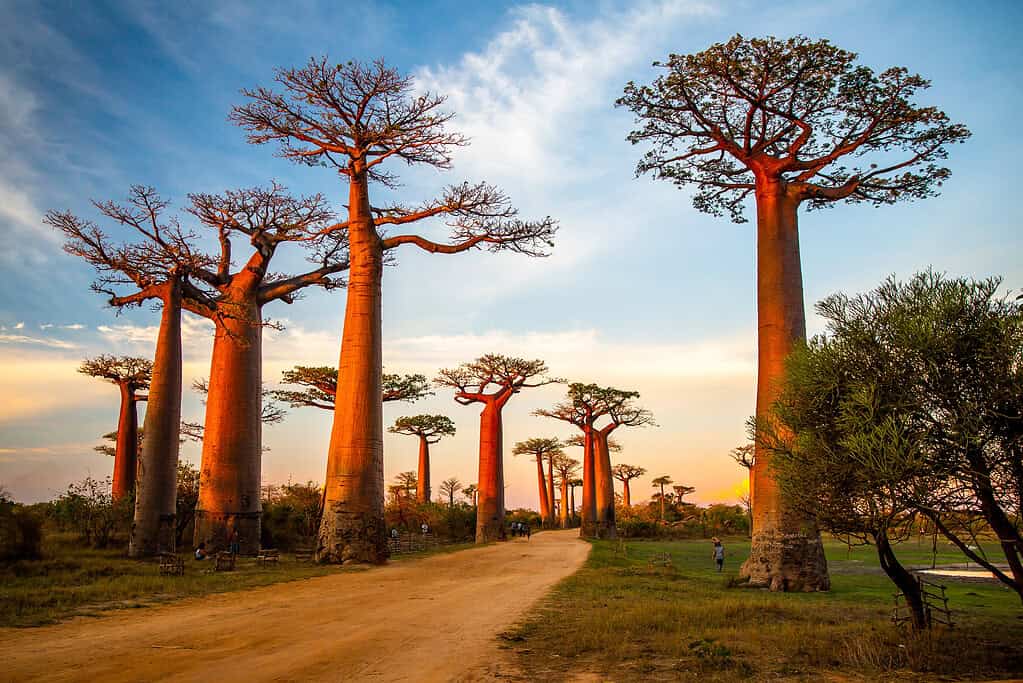 Madagascar 