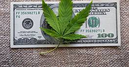 business hemp concept. cannabis cloth and dollars. marijuana leaf